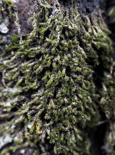 Fabronia ciliaris, photographed by Zihao Wang