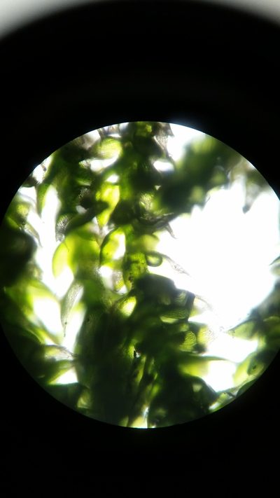 Fabronia ciliaris, photographed by Zihao Wang