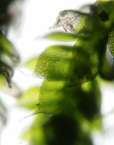 Fabronia ciliaris, photographed by Zihao Wang