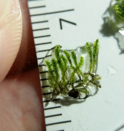 Fabronia ciliaris, photographed by Zihao Wang
