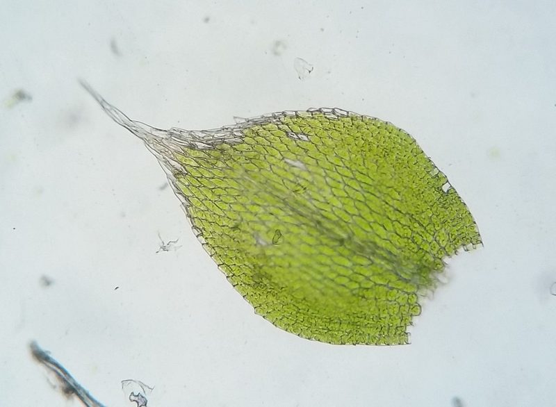 Fabronia ciliaris, photographed by Zihao Wang