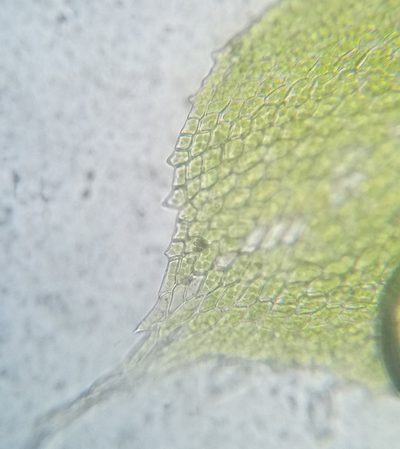Fabronia ciliaris, photographed by Zihao Wang