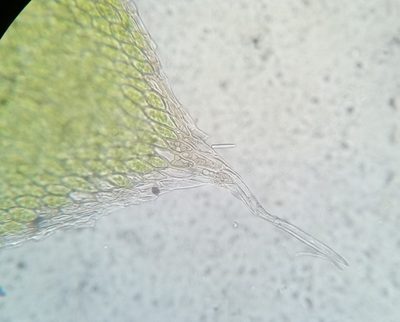 Fabronia ciliaris, photographed by Zihao Wang