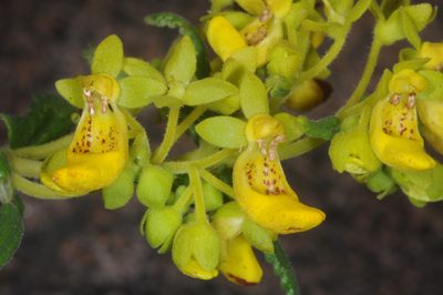 Calceolaria teucrioides, photographed by aacocucci