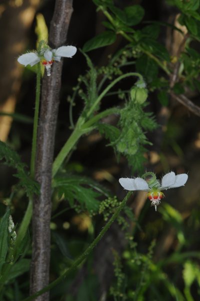 Blumenbachia hieronymi, photographed by aacocucci
