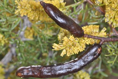Neltuma denudans, photographed by aacocucci