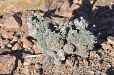 Junellia morenonis, photographed by aacocucci