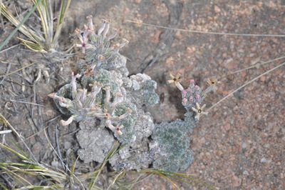 Junellia morenonis, photographed by aacocucci