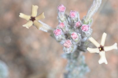 Junellia morenonis, photographed by aacocucci