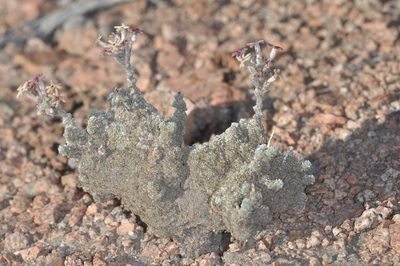 Junellia morenonis, photographed by aacocucci