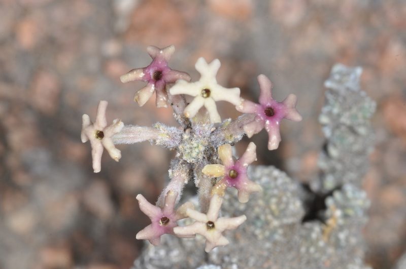 Junellia morenonis, photographed by aacocucci