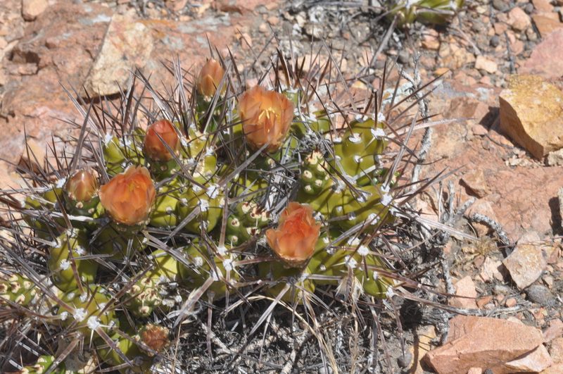 Maihueniopsis hickenii, photographed by aacocucci