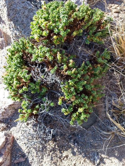 Porophyllum crassifolium, photographed by Abraham Sánchez Romero