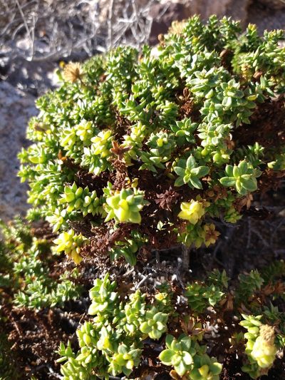 Porophyllum crassifolium, photographed by Abraham Sánchez Romero