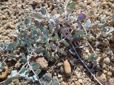 Atriplex barclayana, photographed by Abraham Sánchez Romero