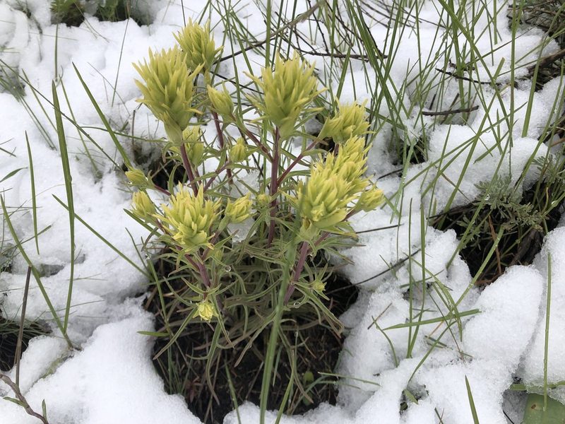 Castilleja flava, photographed by Hydrocycler (Elizabeth Dougherty)