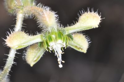 Blumenbachia dissecta, photographed by aacocucci