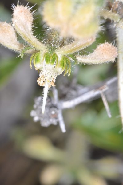 Blumenbachia dissecta, photographed by aacocucci