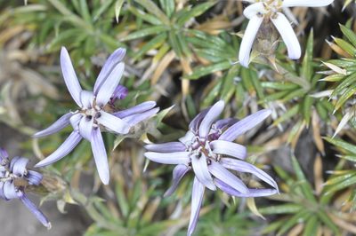 Perezia recurvata, photographed by aacocucci