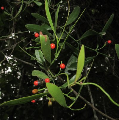 Struthanthus uraguensis, photographed by Kahio Tiberio Mazon