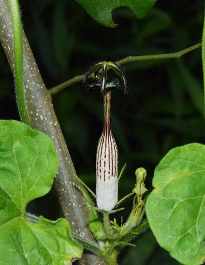 Ceropegia meyeri, photographed by Sunčana Bradley