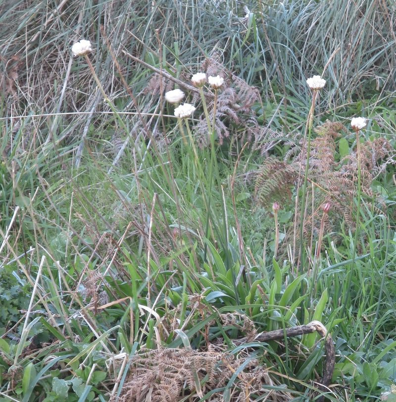 Armeria pseudarmeria, photographed by Ricardo Lima