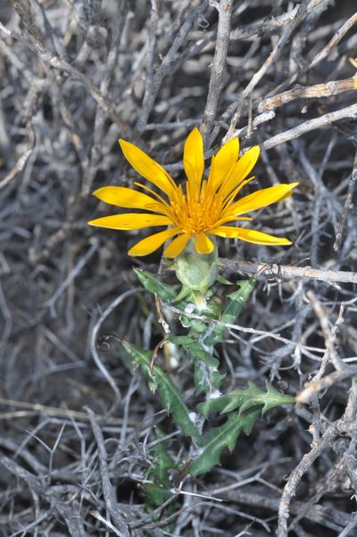 Mutisia retrorsa, photographed by aacocucci