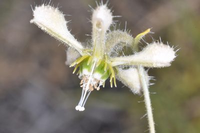 Blumenbachia dissecta, photographed by aacocucci