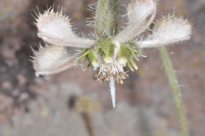 Blumenbachia dissecta, photographed by aacocucci
