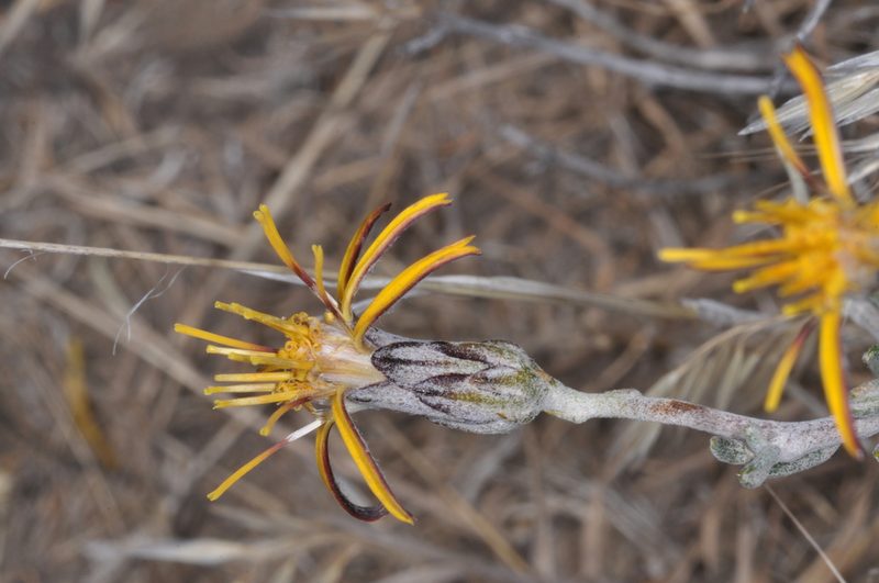 Brachyclados lycioides, photographed by aacocucci