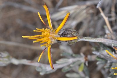 Brachyclados lycioides, photographed by aacocucci