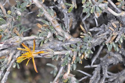 Brachyclados lycioides, photographed by aacocucci