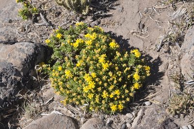 Gutierrezia baccharoides, photographed by aacocucci