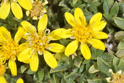 Gutierrezia baccharoides, photographed by aacocucci
