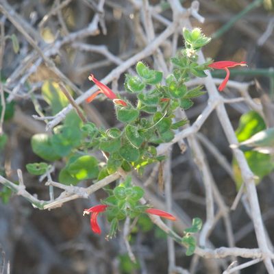 Justicia purpusii, photographed by Bill Levine