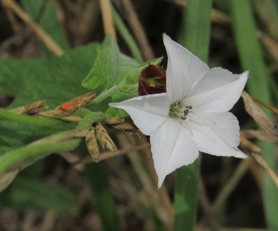 Convolvulus crenatifolius, photographed by Kahio Tiberio Mazon