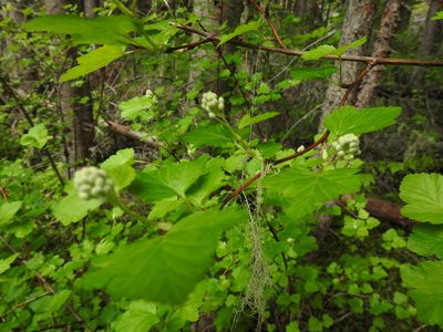 Physocarpus malvaceus, photographed by Hydrocycler (Elizabeth Dougherty)