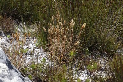 Pentameris curvifolia, photographed by Tony Rebelo