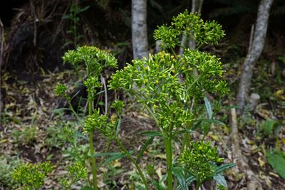 Senecio biserratus, photographed by John Barkla