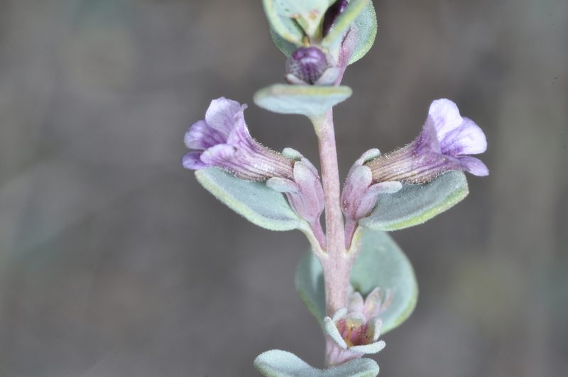 Melosperma andicola, photographed by aacocucci