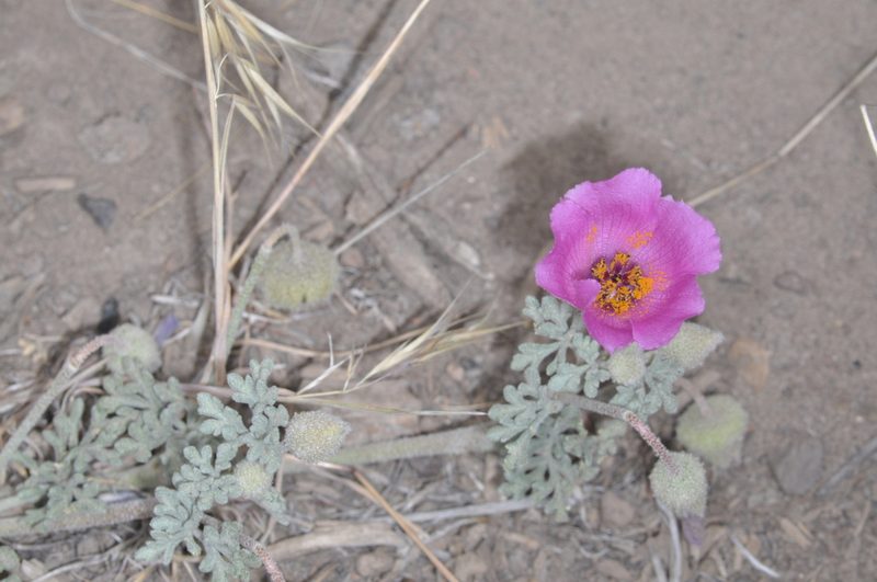 Lecanophora ameghinoi, photographed by aacocucci
