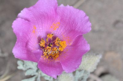 Lecanophora ameghinoi, photographed by aacocucci