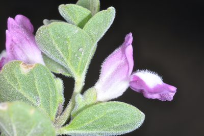 Scutellaria nummulariifolia, photographed by aacocucci