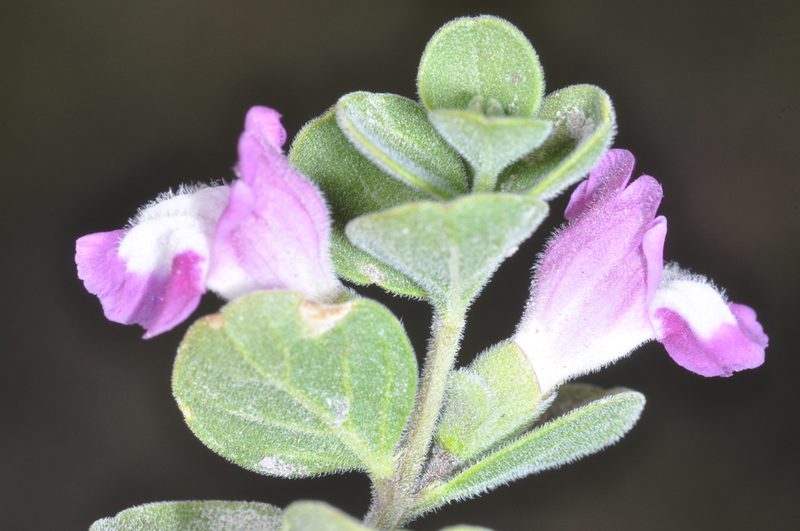 Scutellaria nummulariifolia, photographed by aacocucci