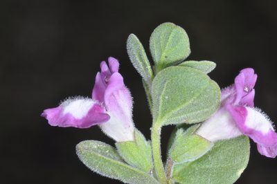 Scutellaria nummulariifolia, photographed by aacocucci