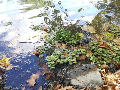 Hydrocharis laevigata, photographed by Fernanda Isidora Améstica Rojas