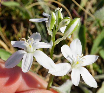 Ornithogalum comosum, photographed by Patrick Hacker
