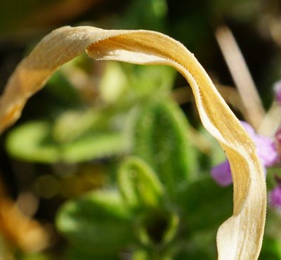 Ornithogalum comosum, photographed by Patrick Hacker