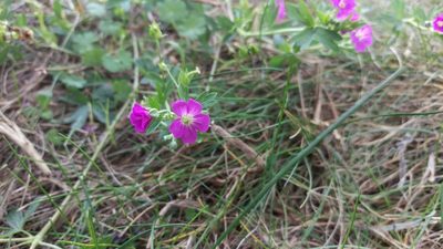 Geranium core-core, photographed by Isaac Krone