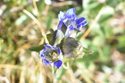 Gentiana parryi, photographed by John Powers